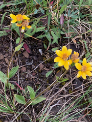 Arnica angustifolia
