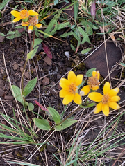 Arnica angustifolia
