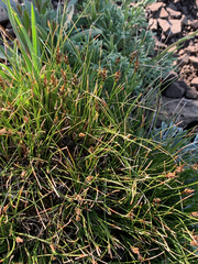 Carex phaeocephala