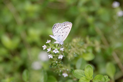 Pseudozizeeria maha