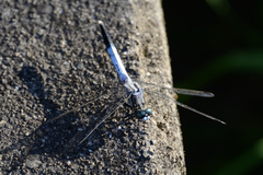 Orthetrum albistylum