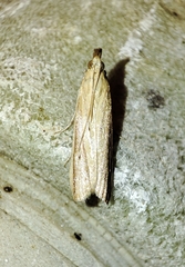 Hypsotropa unipunctella