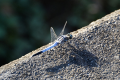 Orthetrum albistylum