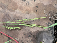Bromus pumpellianus