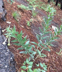 Lithospermum macromeria