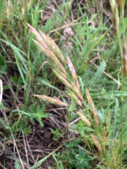 Bromus pumpellianus