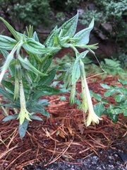 Lithospermum macromeria
