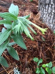 Lithospermum macromeria