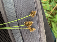 Carex phaeocephala