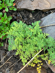 Lomatium multifidum