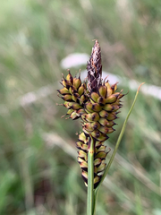 Carex raynoldsii