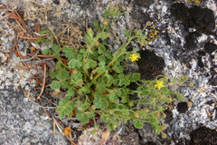 Ivesia saxosa
