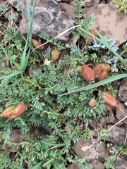 Oxytropis podocarpa