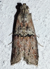 Merulempista cingillella