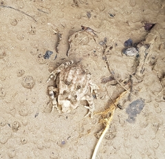 Incilius marmoreus