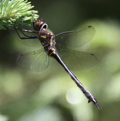 Somatochlora elongata
