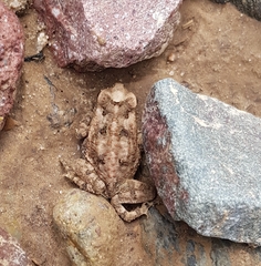 Incilius marmoreus
