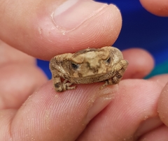 Incilius marmoreus