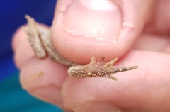 Incilius marmoreus