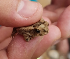 Incilius marmoreus