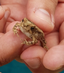 Incilius marmoreus