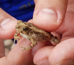 Incilius marmoreus