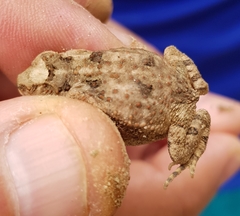 Incilius marmoreus