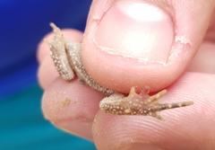 Incilius marmoreus