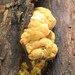 Thuemenella cubispora - Photo (c) Cara Coulter, algunos derechos reservados (CC BY-NC), subido por Cara Coulter