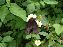 Histia flabellicornis