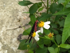 Histia flabellicornis