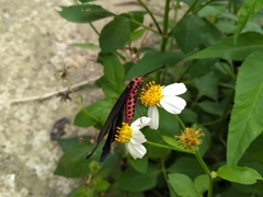 Histia flabellicornis