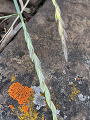 Elymus violaceus