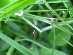 Syndelphax pseudoseminigra