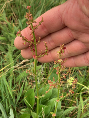 Rumex lapponicus