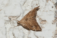 Scybalistodes periculosalis