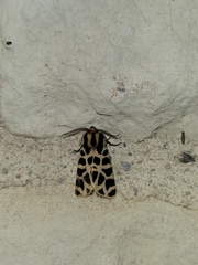 Apantesis incorrupta