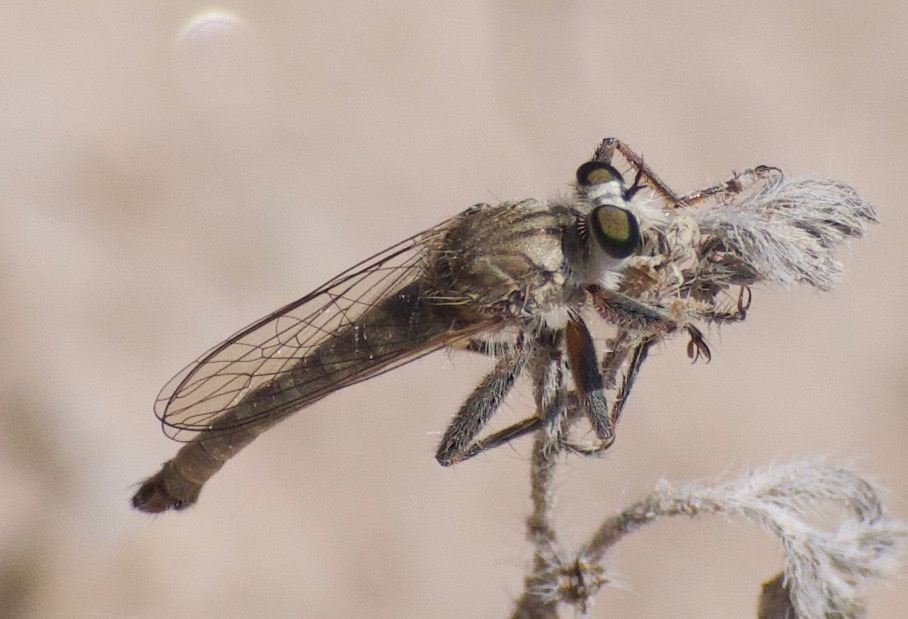 White-faced Marauder