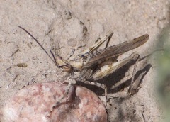 Derotmema haydenii