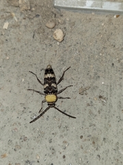 Megacyllene antennata