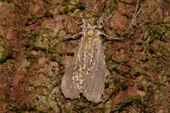 Akanthomyces tuberculatus