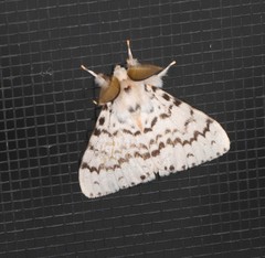 Lymantria pelospila