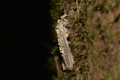 Akanthomyces tuberculatus