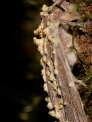 Akanthomyces tuberculatus
