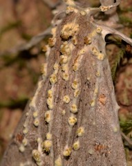 Akanthomyces tuberculatus