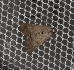 Pandesma submurina