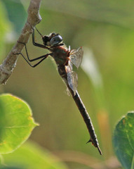 Somatochlora williamsoni