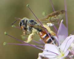 Andrena prunorum prunorum