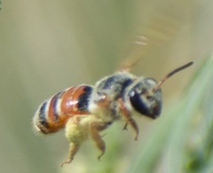 Andrena prunorum prunorum