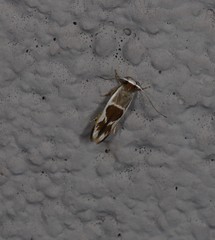 Stathmopoda megathyma